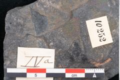 Foto (Detailansicht) von Cupanites novae zeelandiae Ettingshausen (NHMW-GEO-2024-0188-10252)